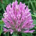 Wild Clover