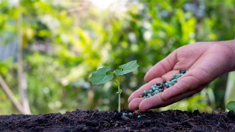 woman putting fertilizer on plant