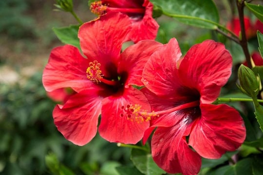 red hibiscus flower