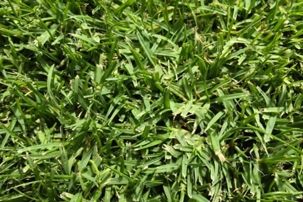 seashore paspalum grass