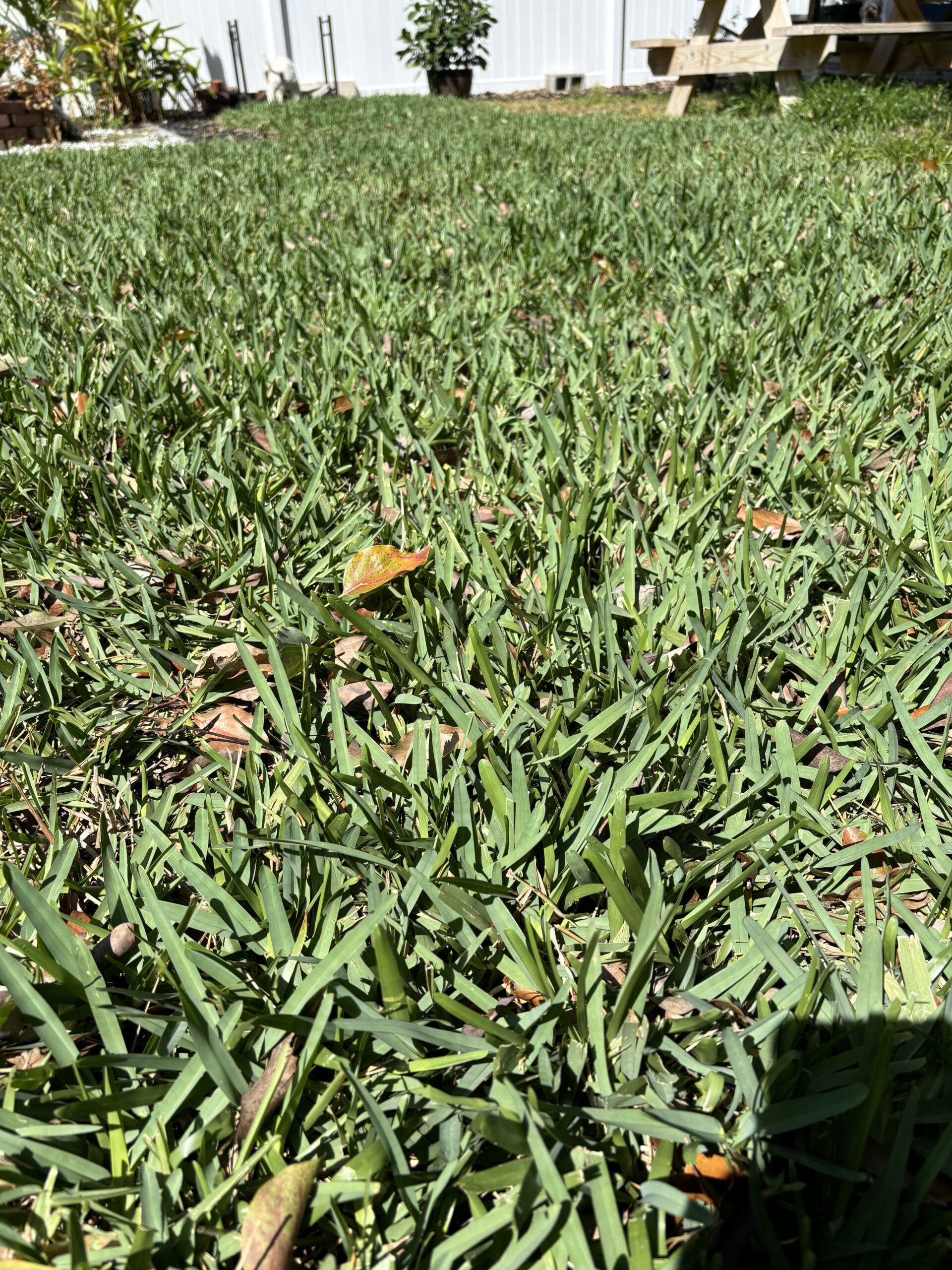 St. Augustine Grass