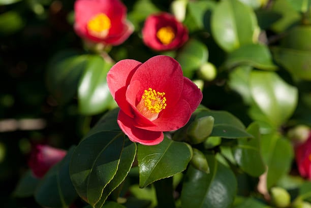 Camellia Japonica blooming in Dresden Pillnitz in March