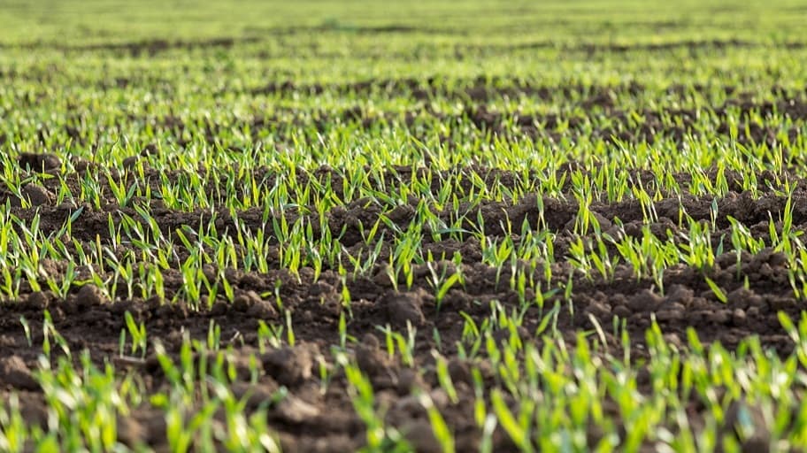lawn top dressing close-up 