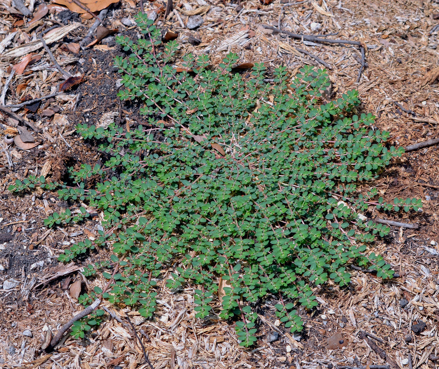Spurge Weed Identification and Control Tips | Council-Oxford Inc.