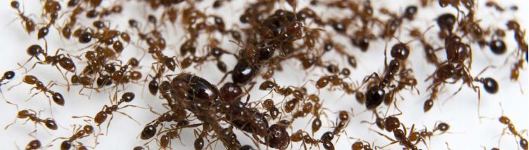 Fire Ants