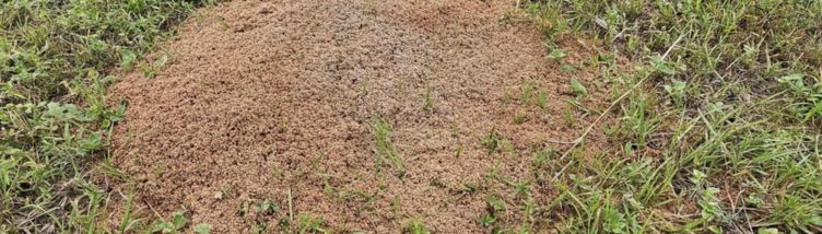 Fire ant mound with grass